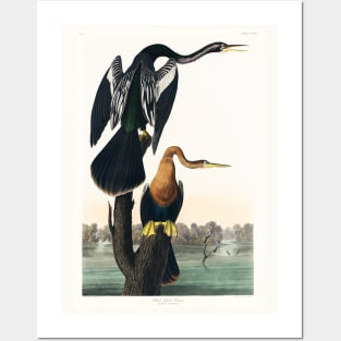 Black-bellied Darter from Birds of America (1827) Posters and Art